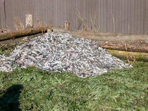 Oolichans - Sacred fish of the Nisga'a